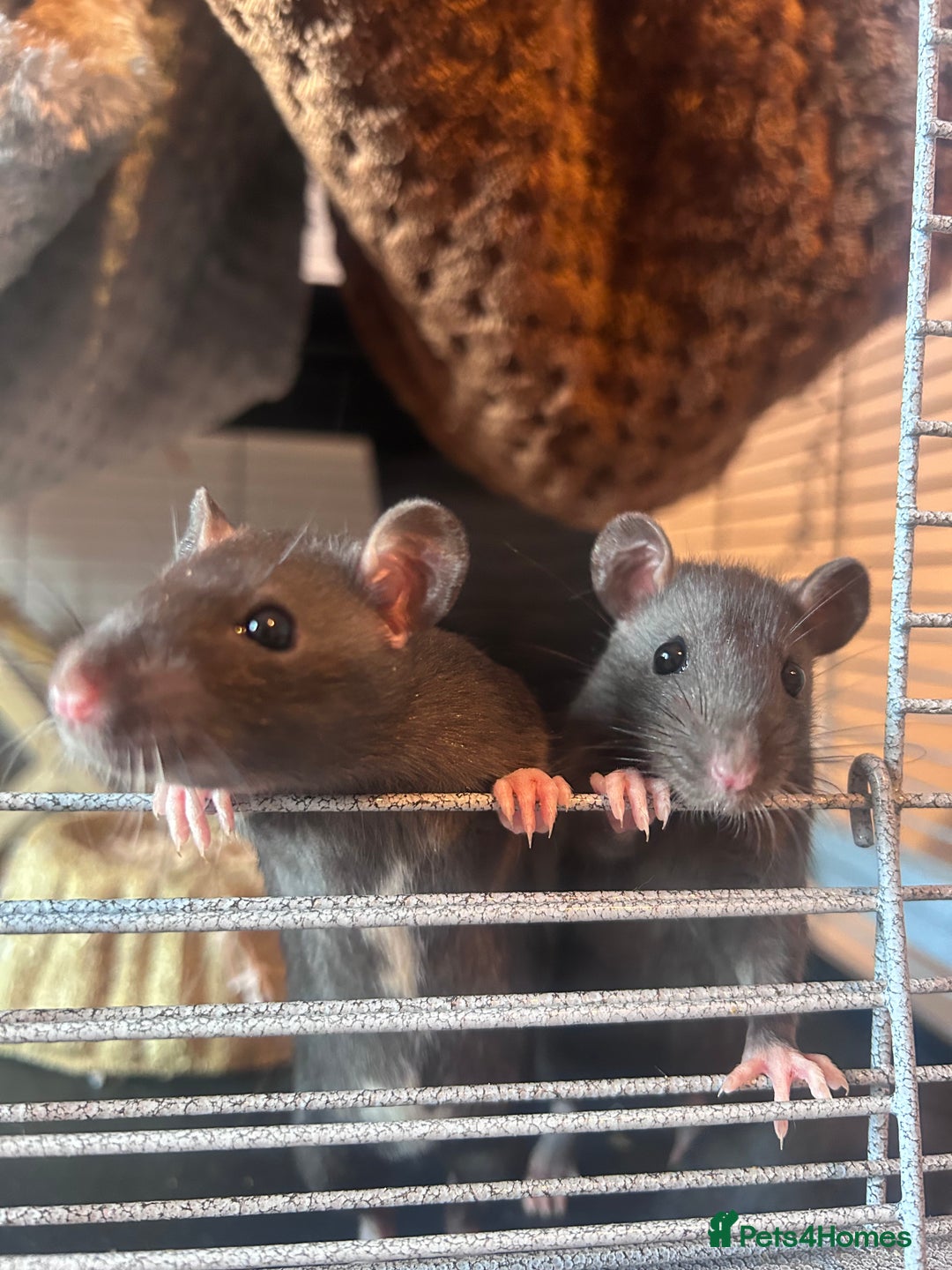 Rat rodents for sale: Baby girl rats - Advert 1