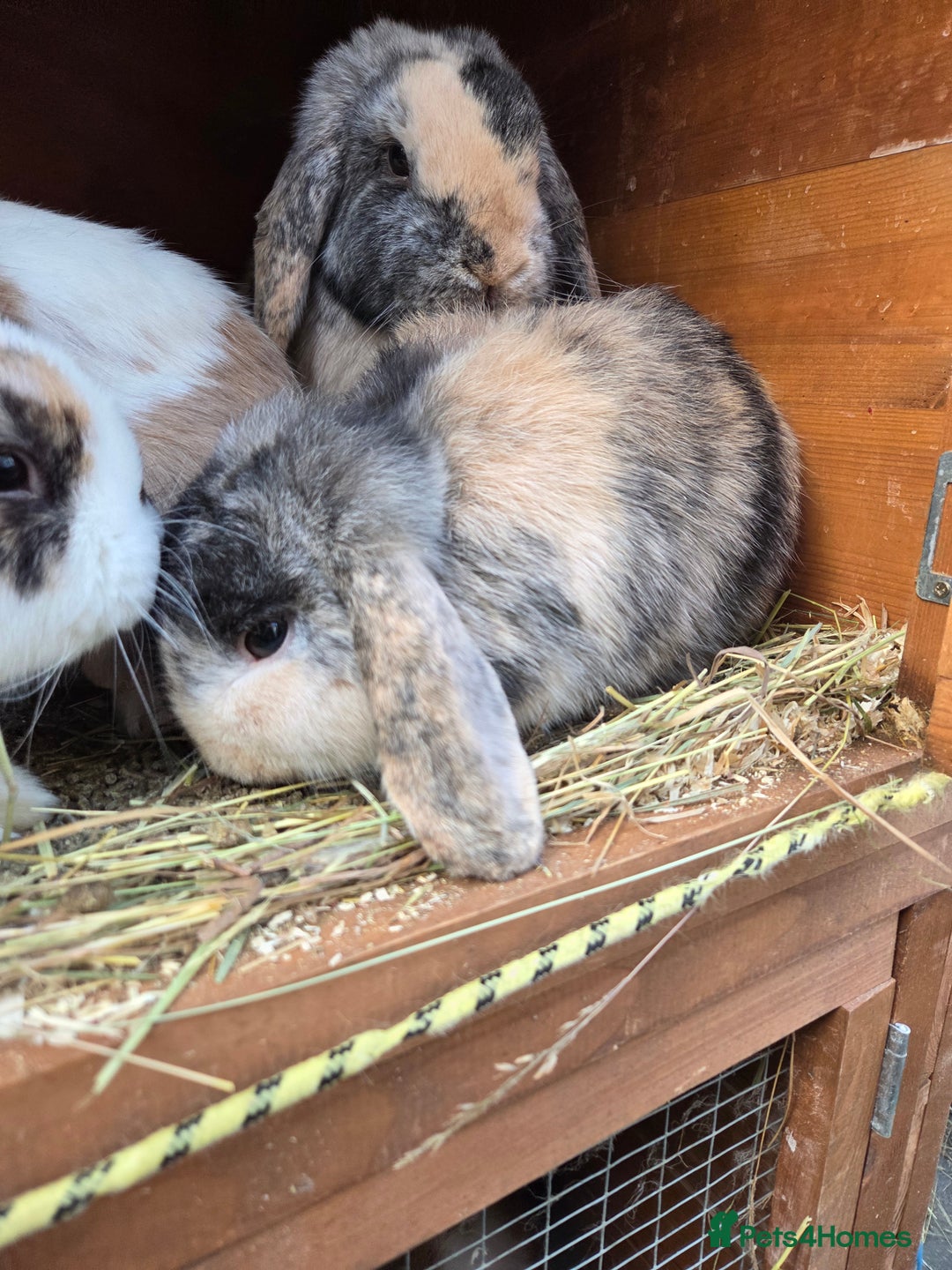 Mini Lop rabbits for sale: Beautiful mini lop babies ready now - Advert 2