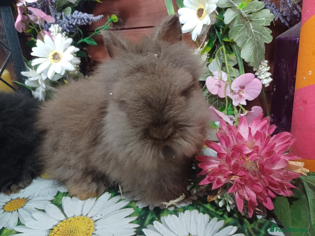 Lionhead rabbits for sale: 8 wk old Lionhead babies  in Barnsley - Image 7