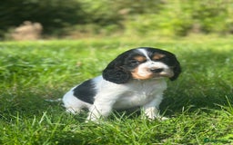 Cocker Spaniel dogs for sale: Full show line health tested cocker spaniel puppy - Image 2