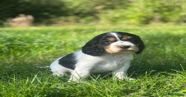 Cocker Spaniel dogs - Advert 12