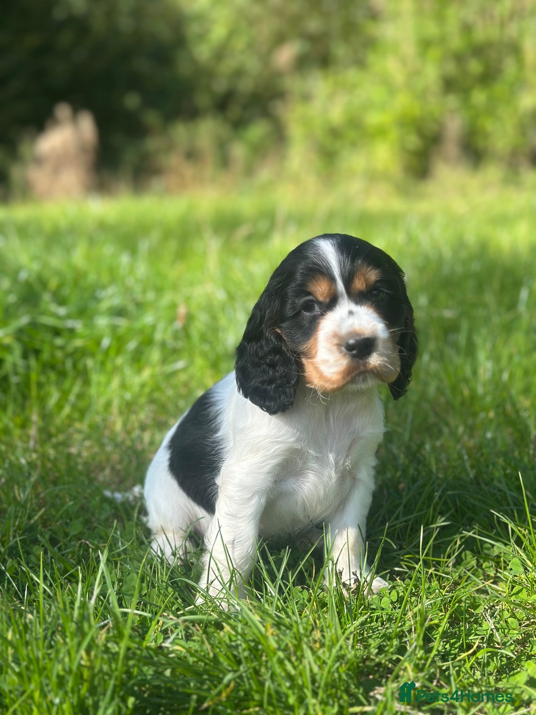 Cocker Spaniel dogs for sale: Full show line health tested cocker spaniel puppy - Image 2
