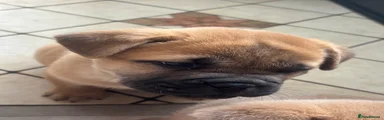 Mixed Breed 5