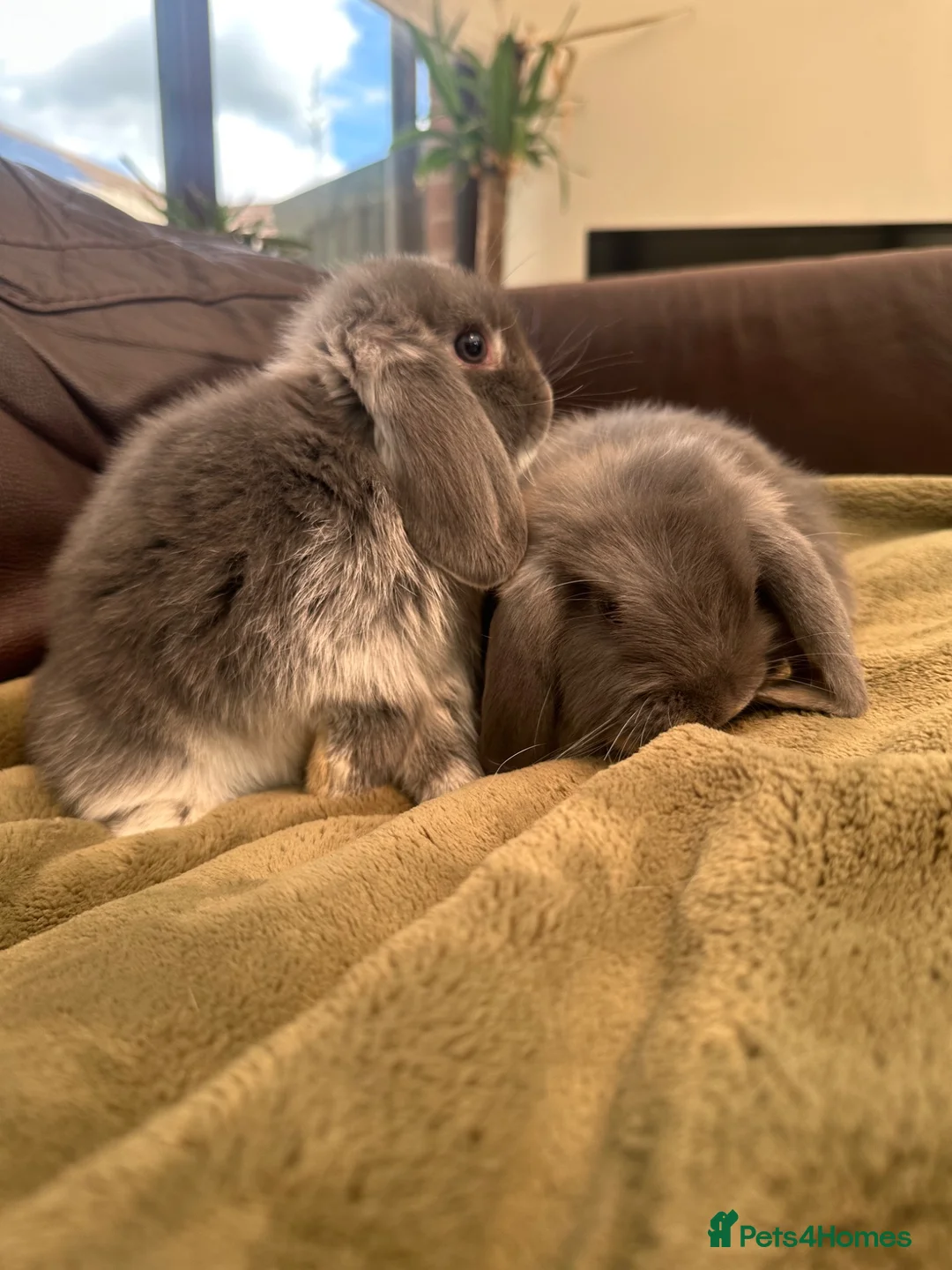 Mini Lop rabbits for sale: Pure bred 10 week 6 day old baby mini lops  - Advert 4