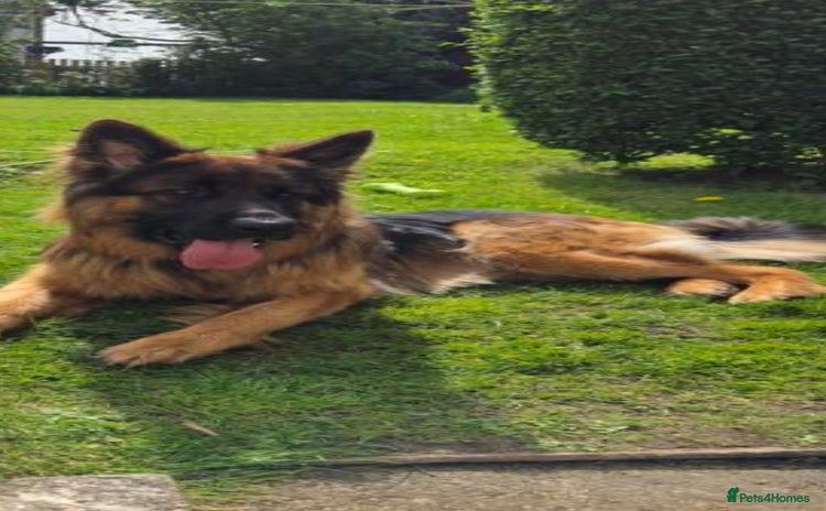 German Shepherd dogs - Advert 1