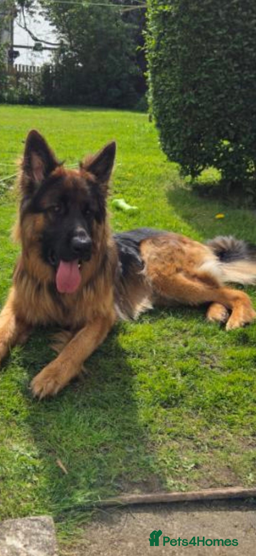 German Shepherd dogs for stud: Robert - Image 1