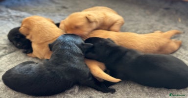 Labrador Retriever dogs - Advert 10