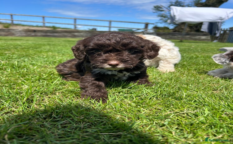 Cockapoo dogs - Advert 8