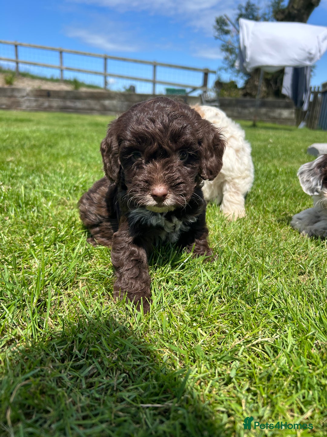 Cockapoo dogs for sale: Beautiful cockapoo puppies  - Image 1