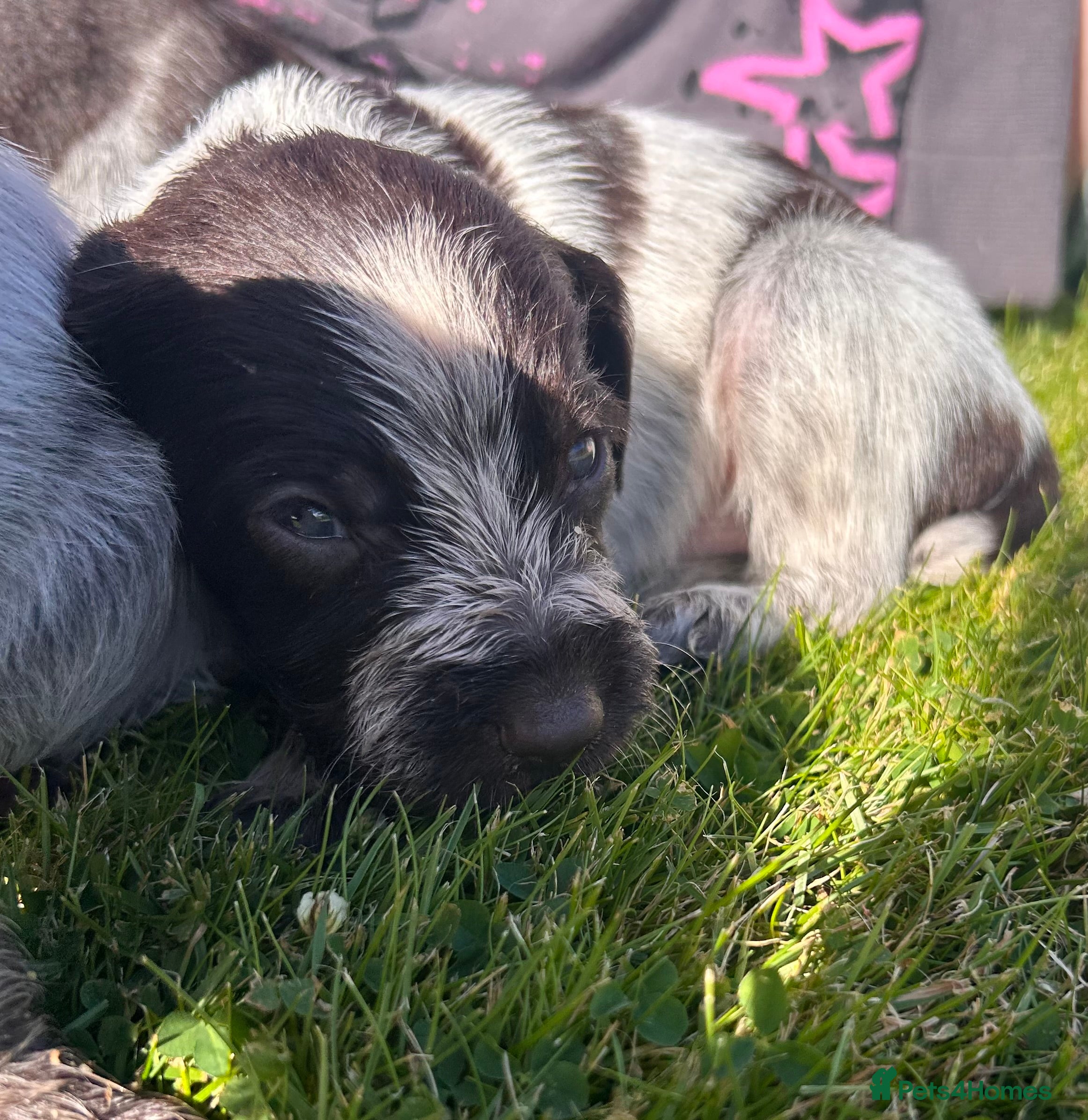 German Wirehaired Pointer dogs German Wirehaired Pointer Puppies - Advert 2