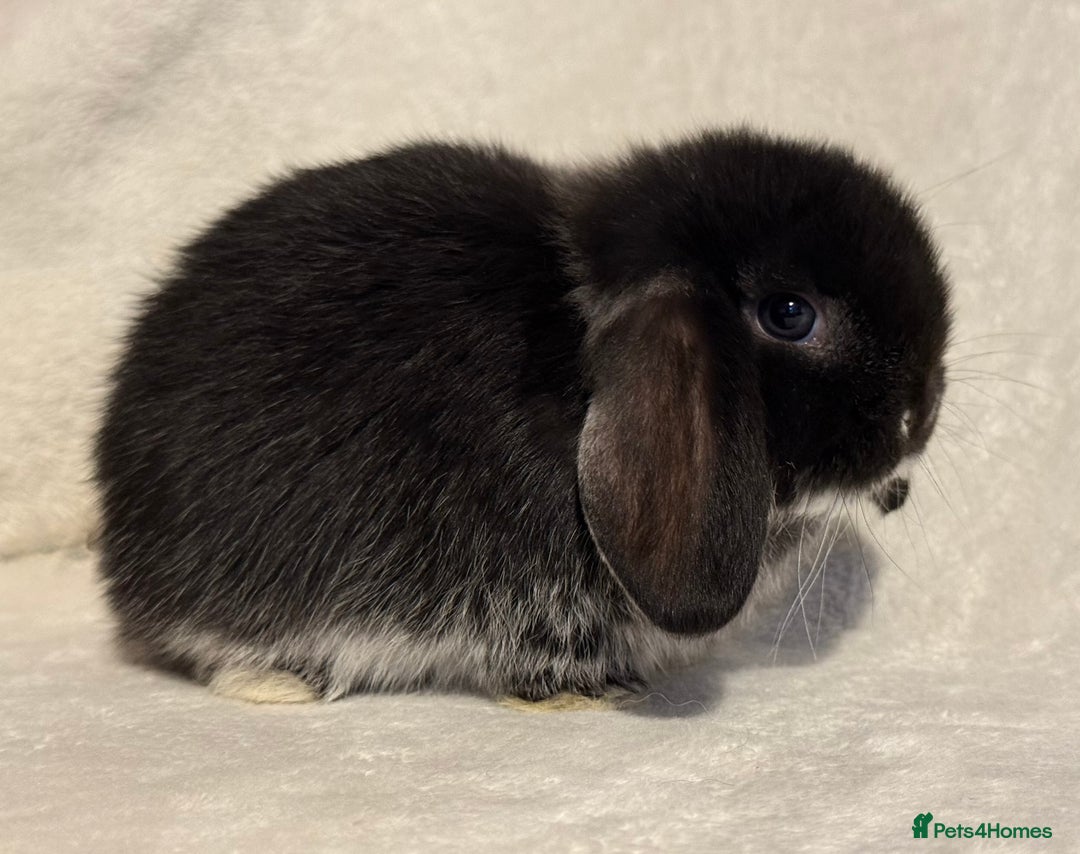 Mini Lop rabbits for sale: Pure mini lop babies to reserve  - Image 5