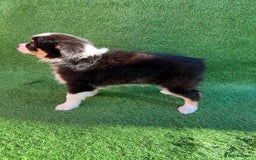 Australian Shepherd dogs for sale: Australia shepherd Kc puppies  - Image 36