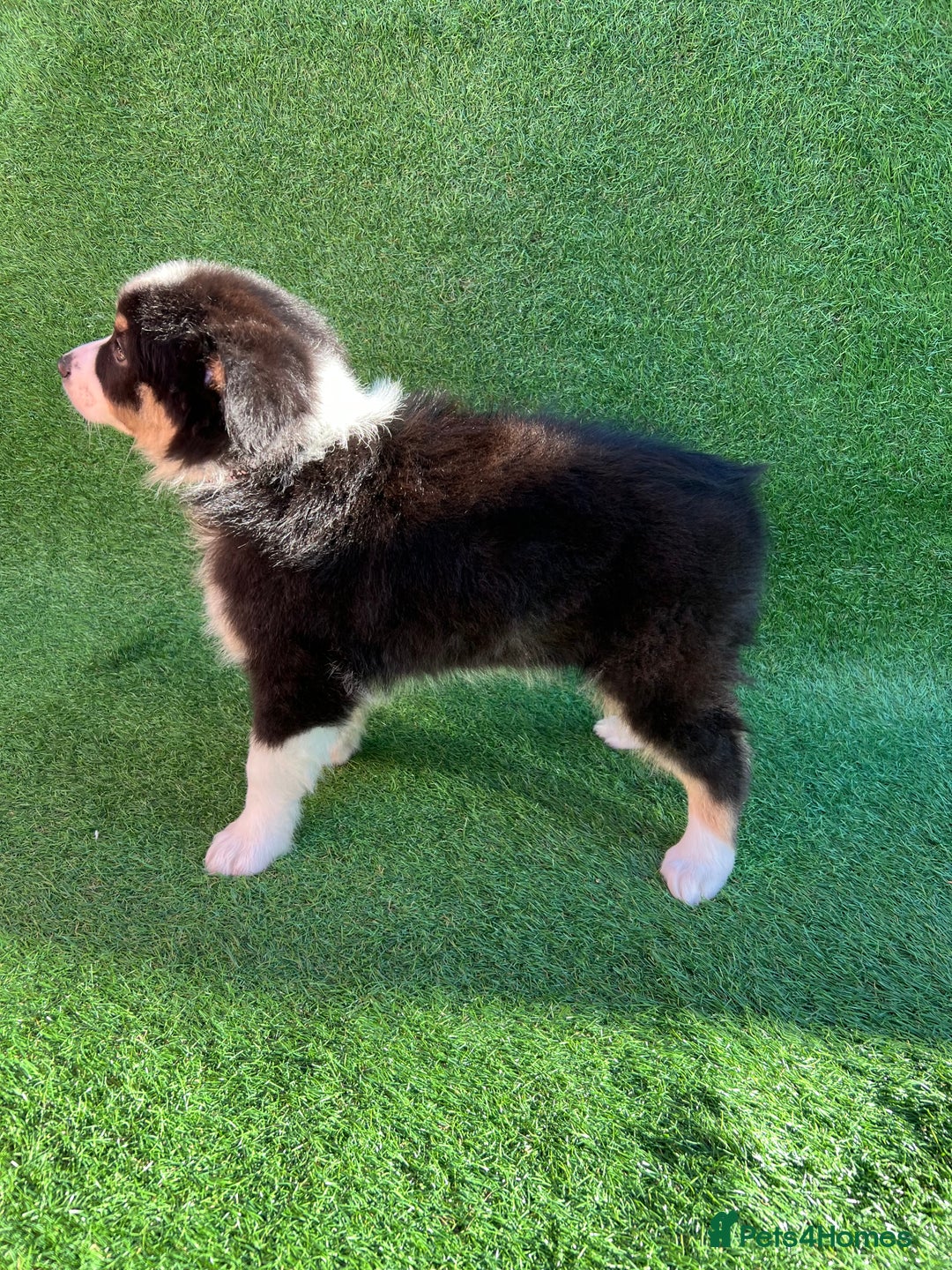 Australian Shepherd dogs for sale: Australia shepherd Kc puppies  - Image 36