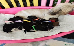 Shih Tzu dogs for sale: Shih Tzu puppies  - Image 12