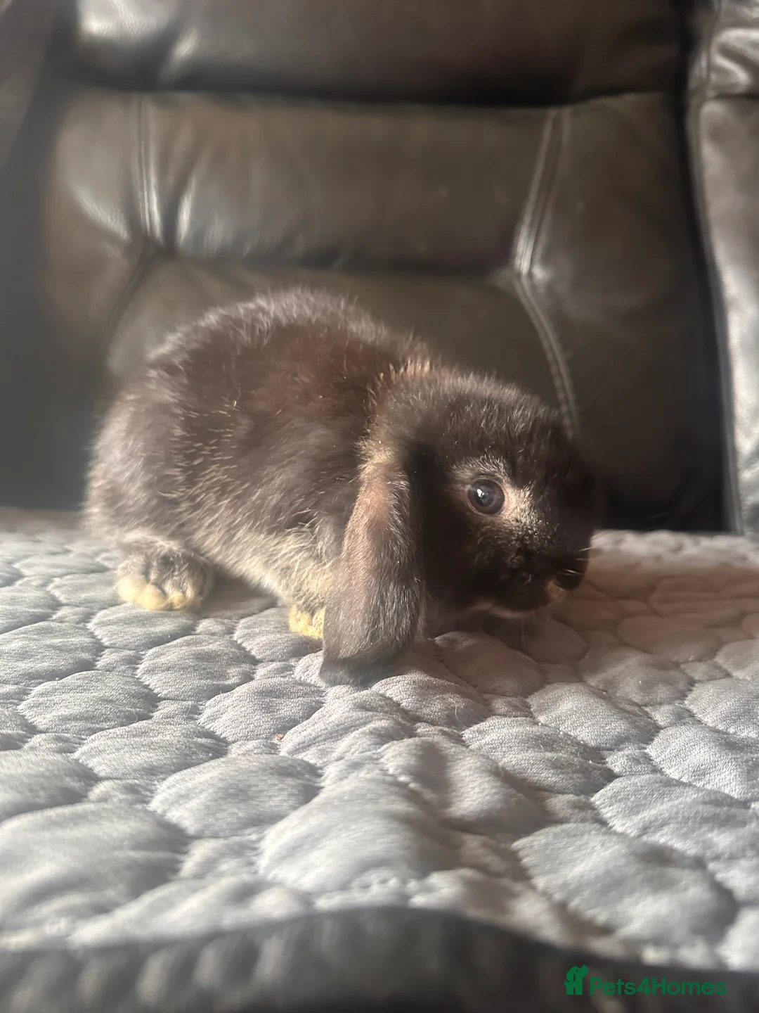 Mini Lop rabbits for sale: Baby mini lops  - Advert 1