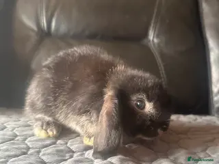 Mini Lop rabbits Baby mini lops - Advert 16