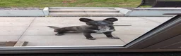 Mixed Breed dogs for sale: Lurcher puppies - Advert 12