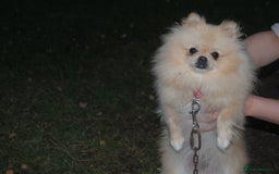 Pomeranian dogs for sale: Beautiful Cream Pomeranian Girl - 1 Year Old - Image 4