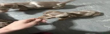 Miniature Dachshund 3