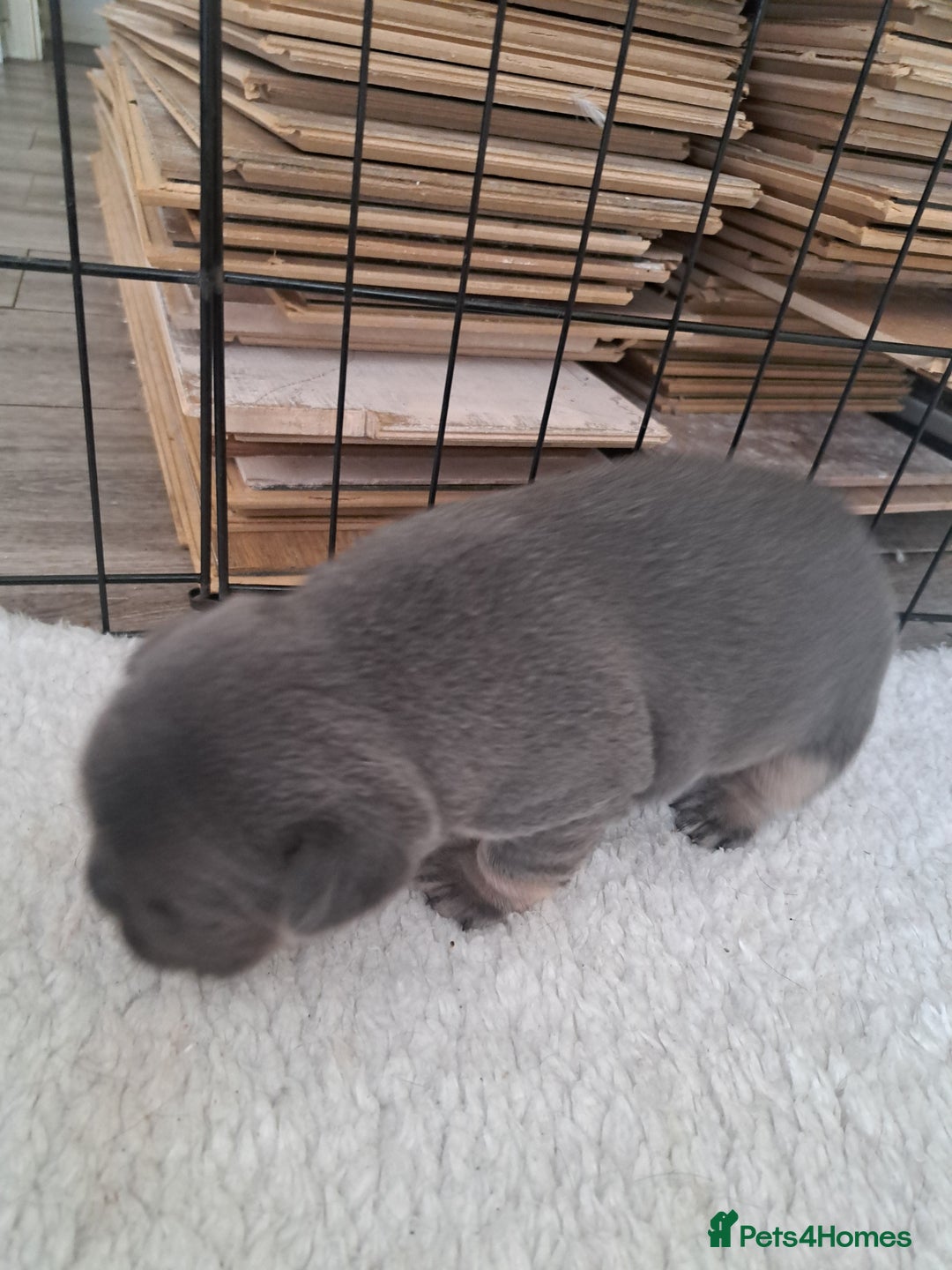 French Bulldog dogs for sale: French fancies puppies  - Image 3