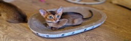 Abyssinian cats for sale: Pure Abyssian kittens ❤️ - Advert 22