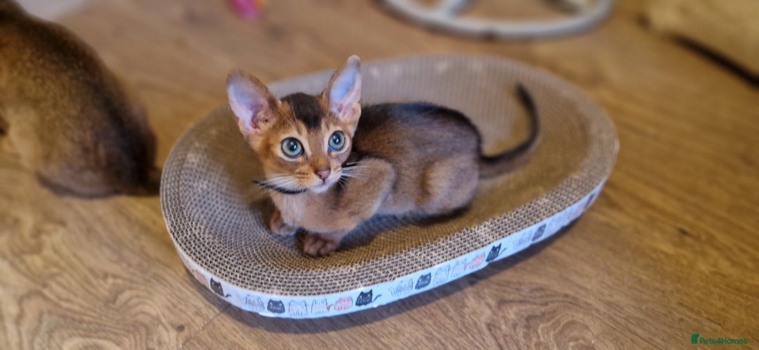 Abyssinian cats for sale: Pure Abyssian kittens ❤️ - Advert 22