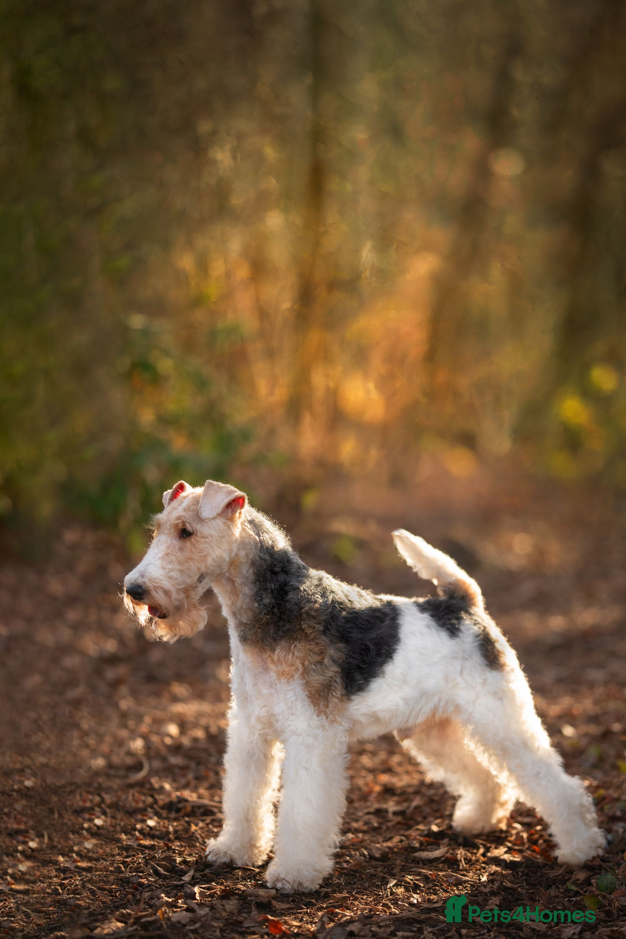 Fox Terrier dogs Wire Fox Terrier for stud KC in both UK and Poland in Nottingham - Advert 1