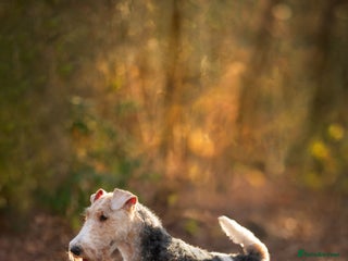 Fox Terrier dogs in Nottingham - Advert 1