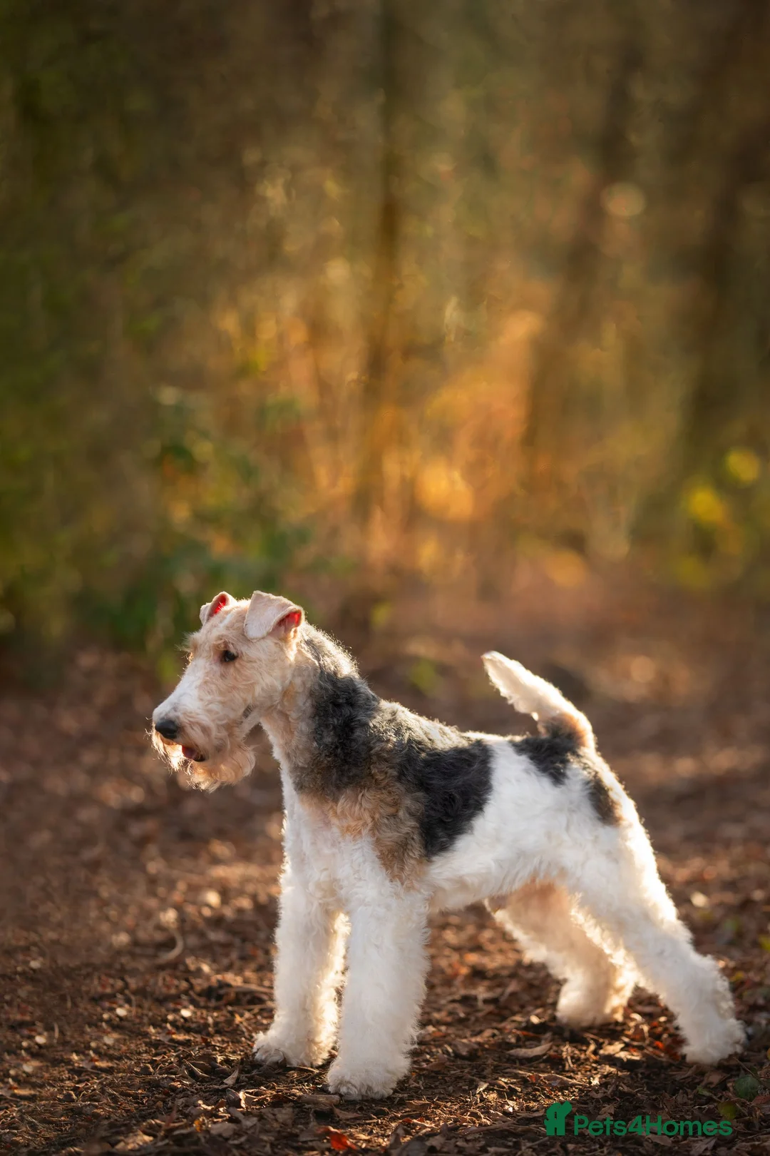 Fox Terrier dogs for stud: Wire Fox Terrier for stud KC in both UK and Poland in Nottingham - Advert 1