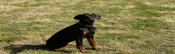 Dobermann dogs for sale: Female Doberman 6 months old in Sturminster Newton - Advert 3