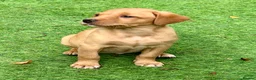 Labrador Retriever dogs for sale: KC reg Labrador , health tested parents  - Advert 13