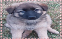 German Shepherd dogs for sale: 6 baby bears - Image 26