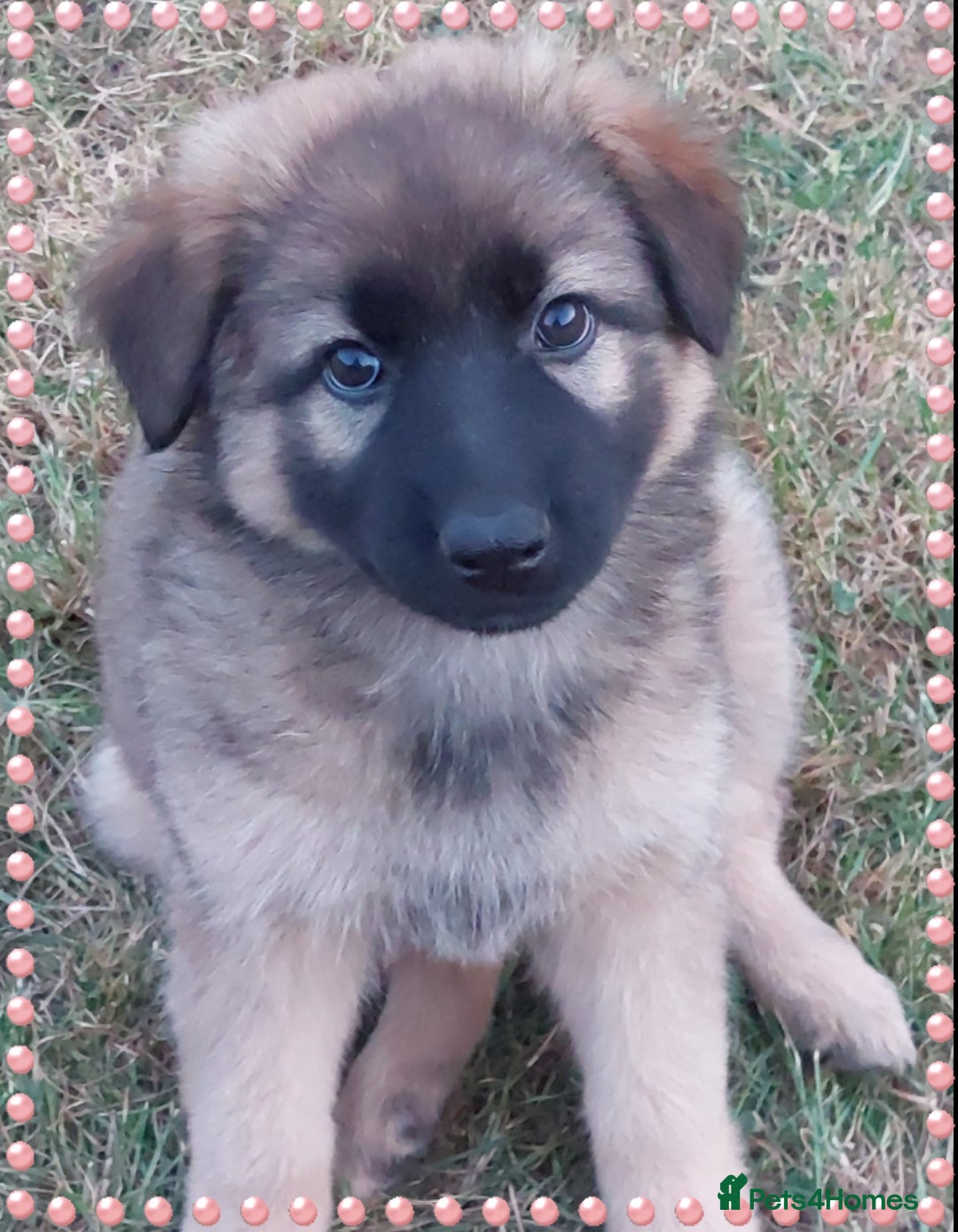 German Shepherd dogs for sale: 6 baby bears - Image 26