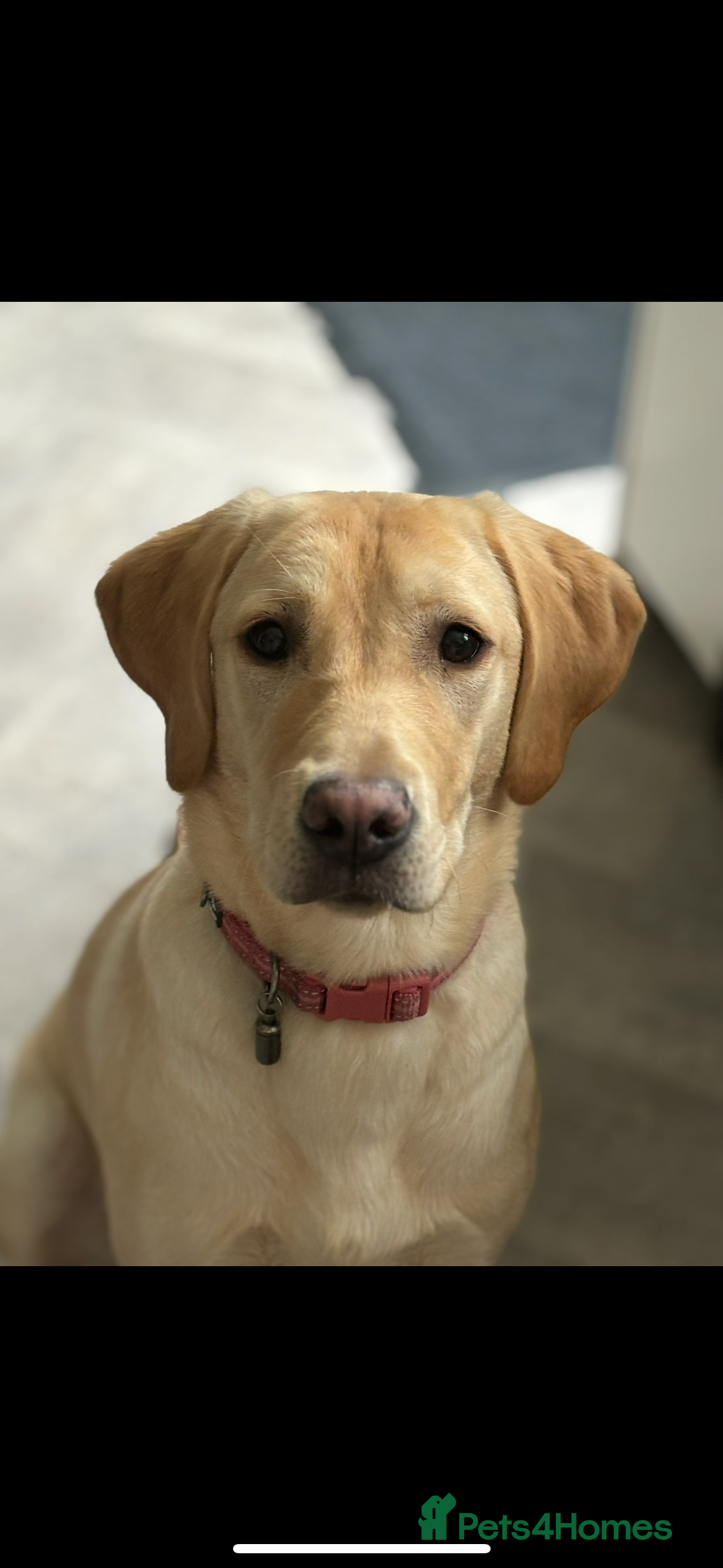 Labrador Retriever dogs Gorgeous Lab pups - Waiting List Open - Advert 1