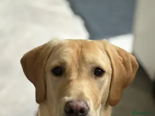 Labrador Retriever dogs Gorgeous Lab pups - Waiting List Open - Advert 1