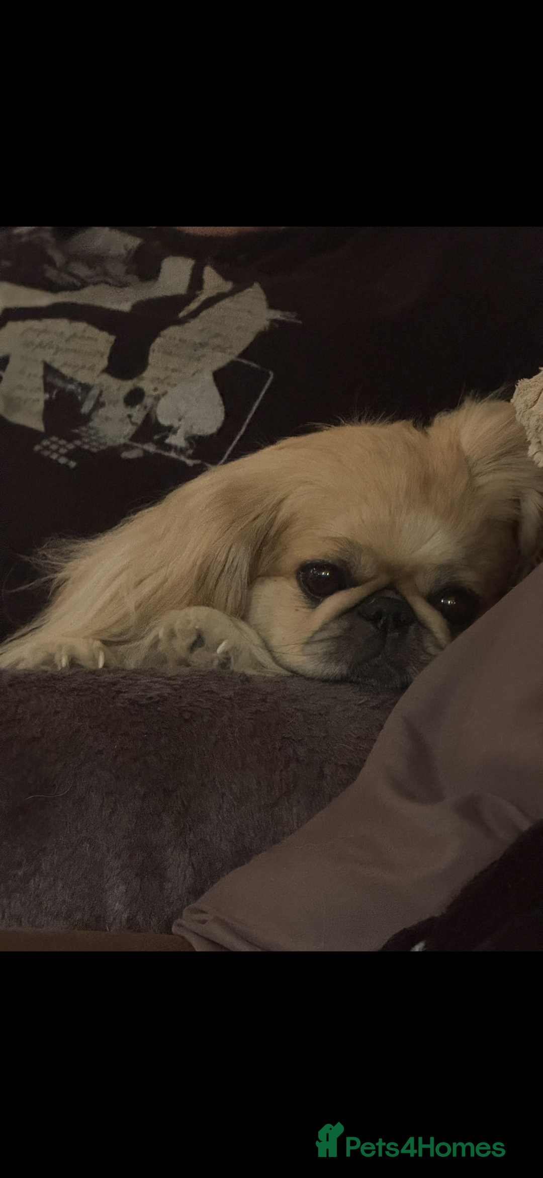 Pekingese dogs for stud: Stud Wanted - Advert 5