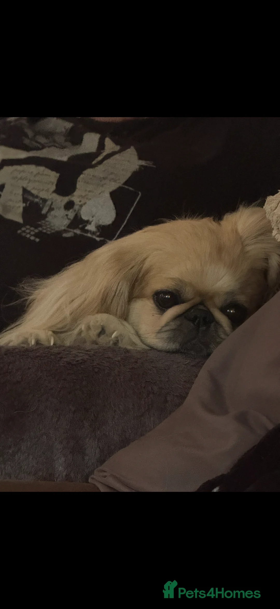 Pekingese dogs for stud: Stud Wanted - Advert 5