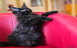 Maine Coon cats for sale: Pure breed Maine Coons Kittens  - Image 9