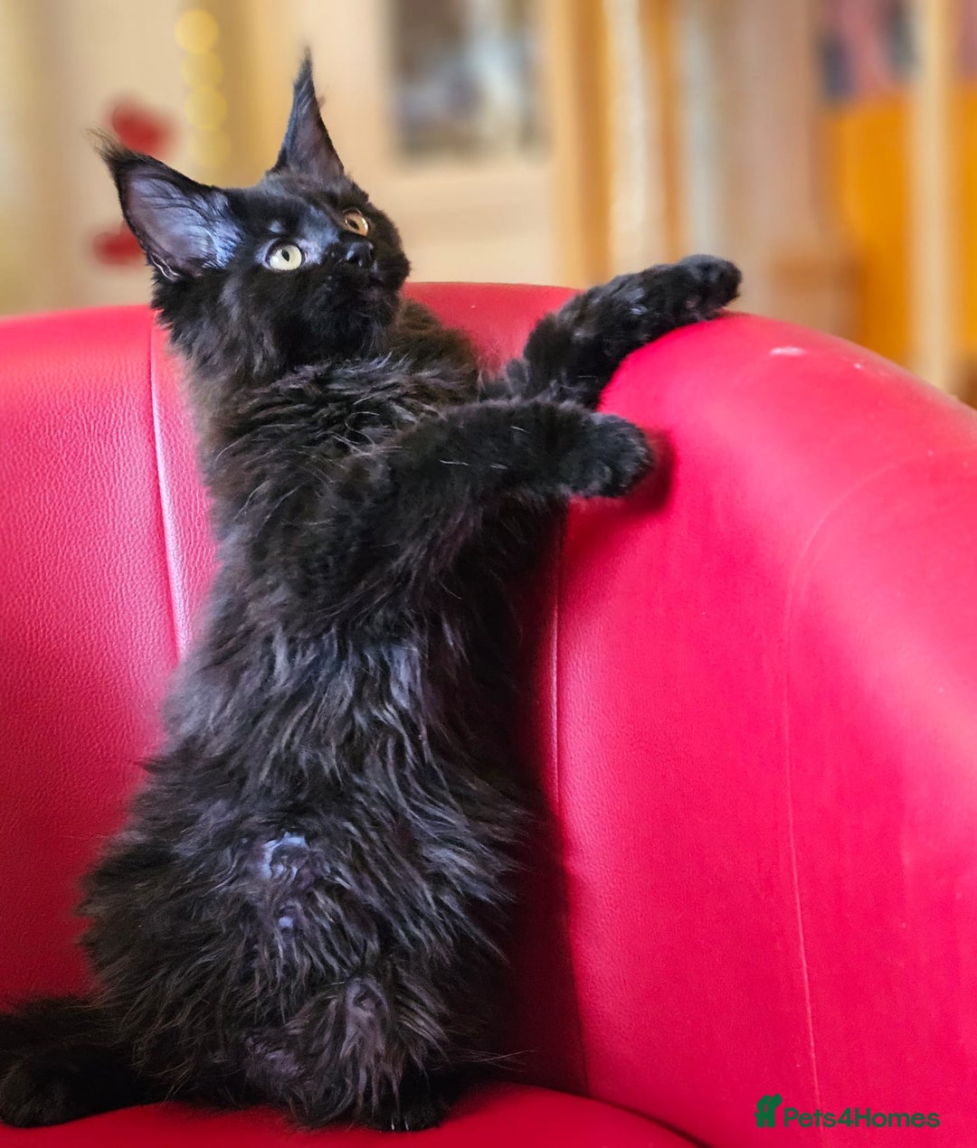 Maine Coon cats for sale: Pure breed Maine Coons Kittens  - Image 9