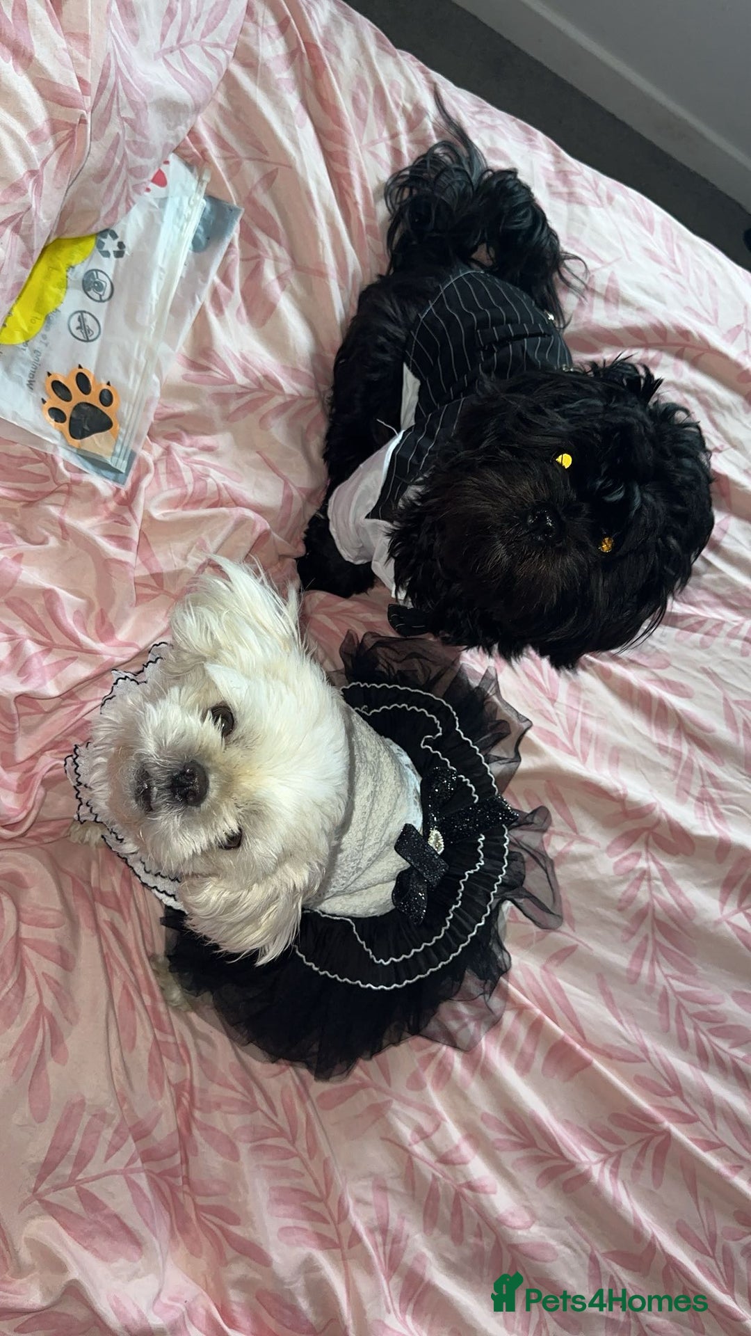 Shih Tzu dogs for sale: Beautiful Shih Tzu for sale  - Advert 3