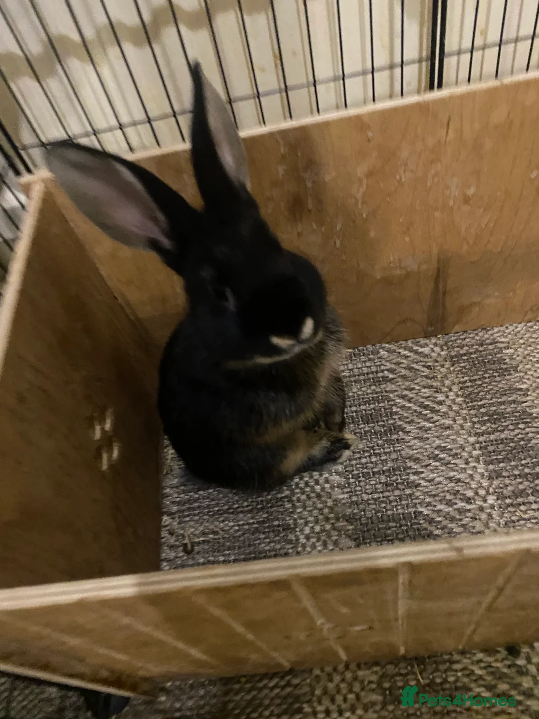 Mixed Breed rabbits for sale: 2 Rex/lionhead mix bunnies for sale - Advert 7