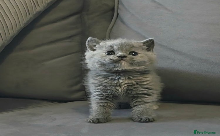 British Shorthair cats - Advert 14