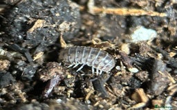 Mixed Breed invertebrates for sale: Isopods, Millipedes & Springtails - Image 8