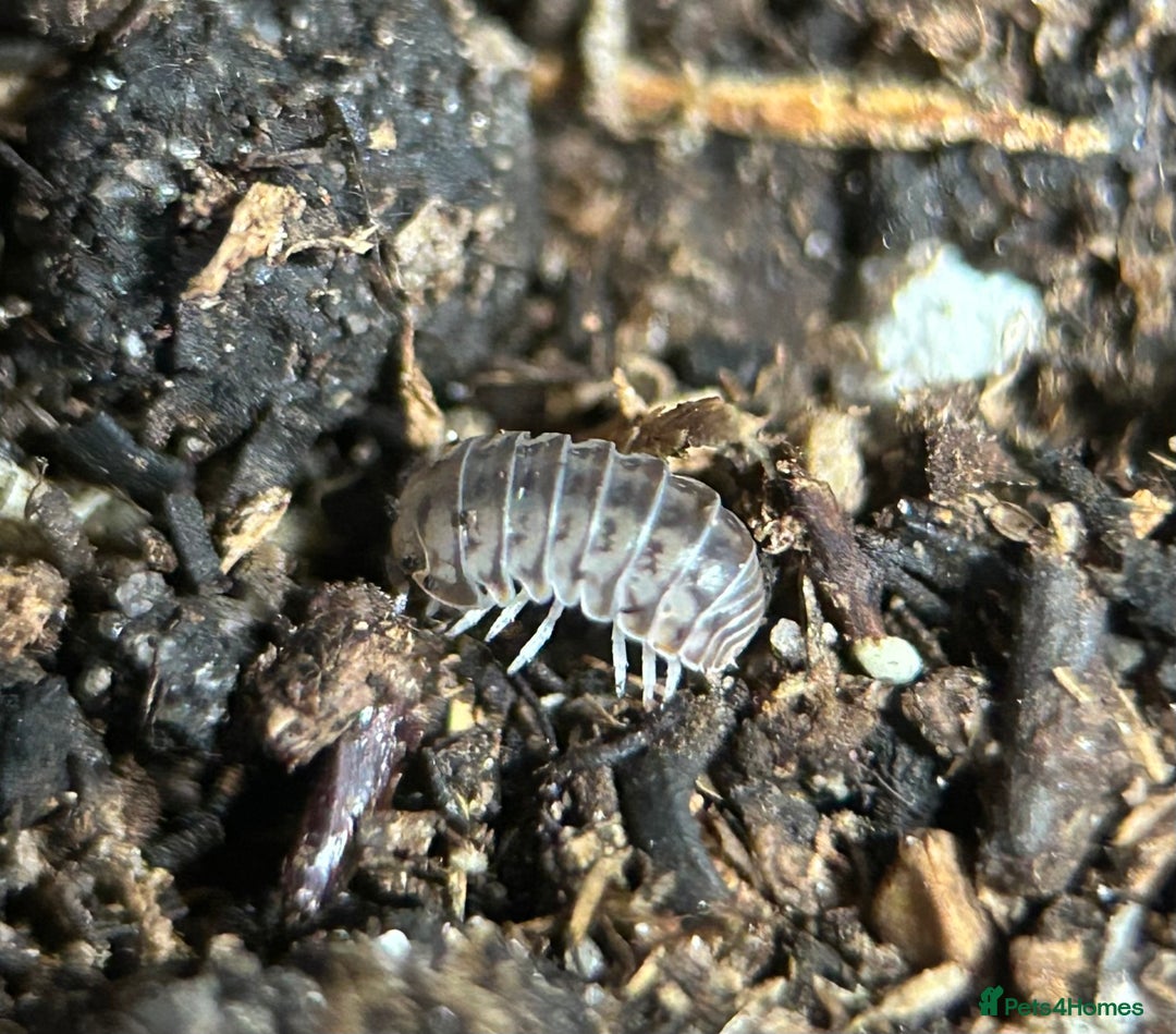 Mixed Breed invertebrates for sale: Isopods, Millipedes & Springtails - Image 8