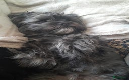 Mixed Breed dogs for sale: Shih tzu x cockerspaniel puppies  - Image 9