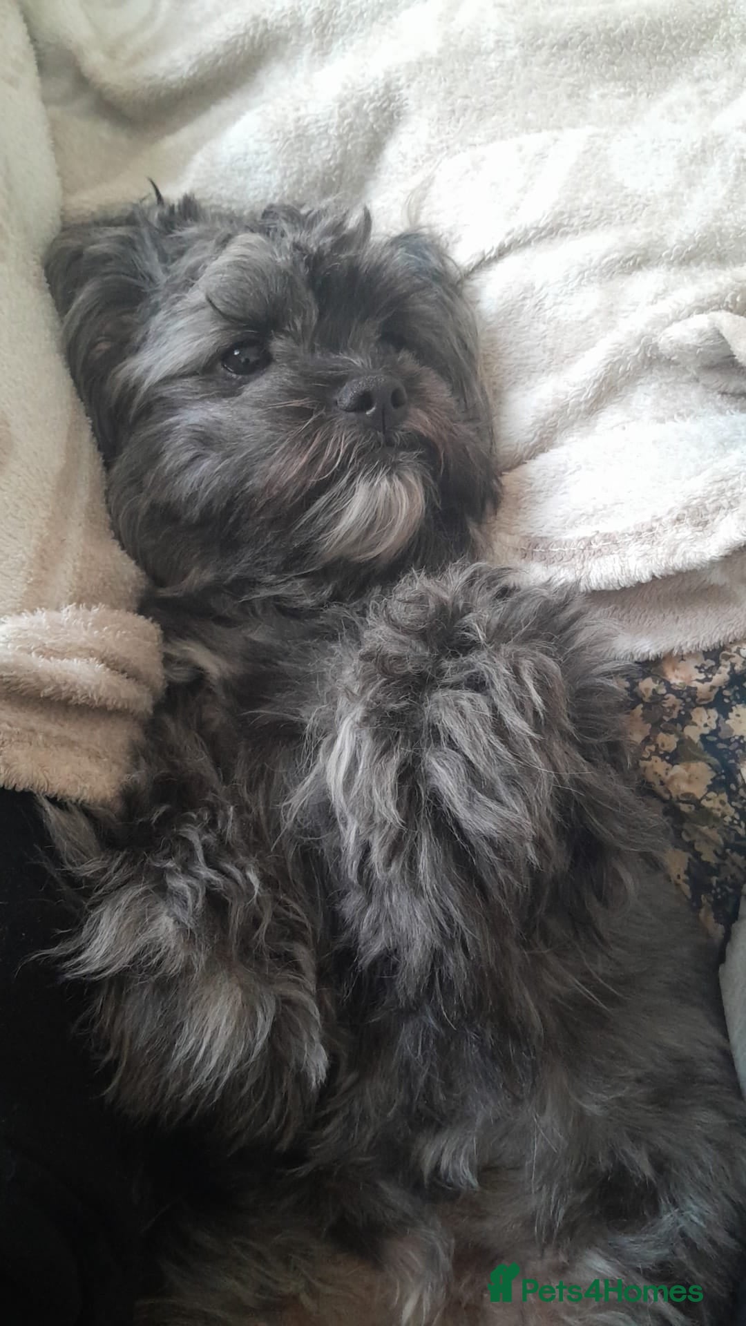 Mixed Breed dogs for sale: Shih tzu x cockerspaniel puppies  - Image 9