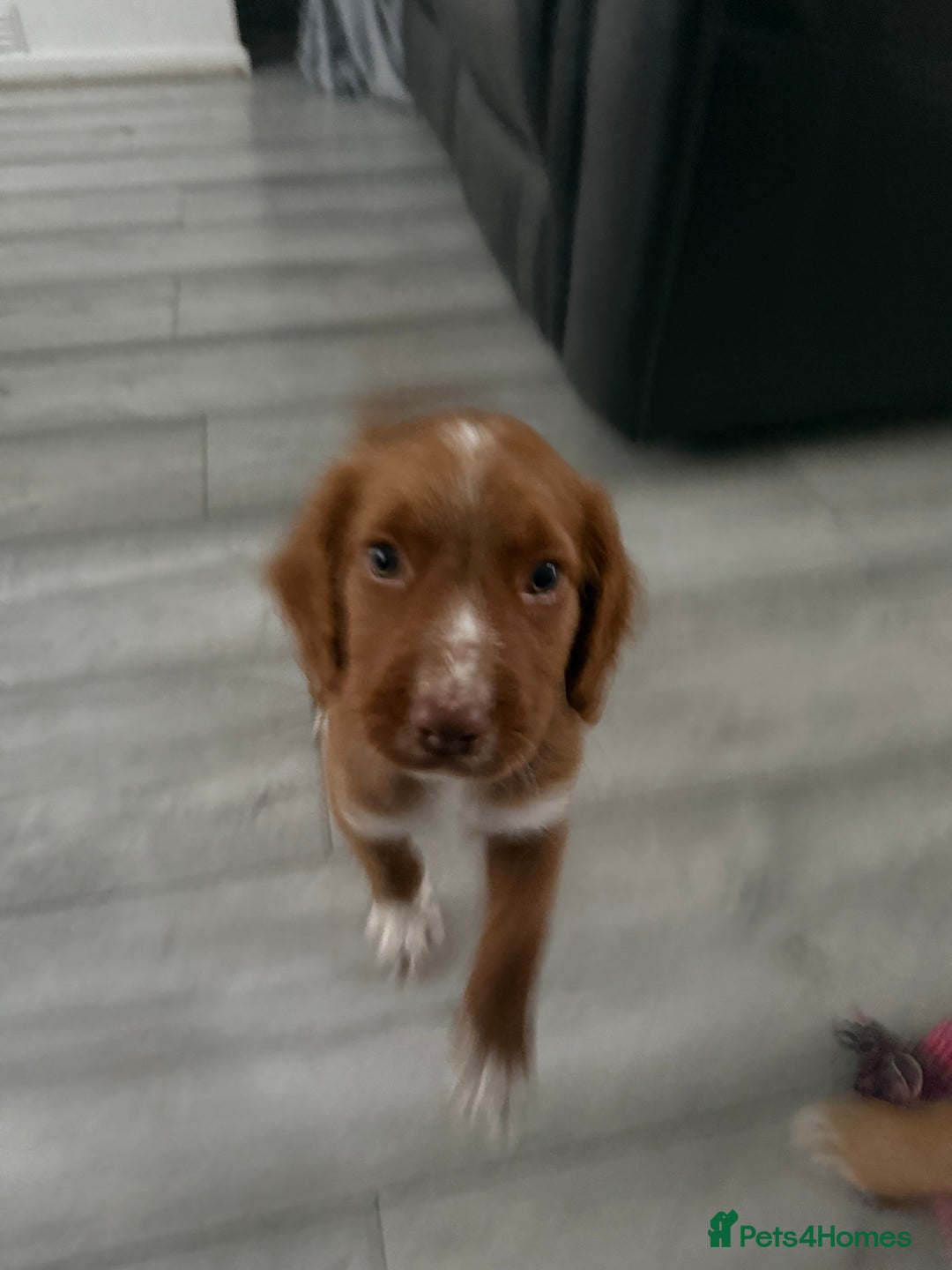 Cockapoo dogs for sale: 2 Beautiful Boy Cockapoo Puppies Left!! - Image 29