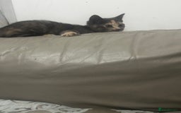 Mixed Breed cats for sale: Adorable kittens for sale - Image 2