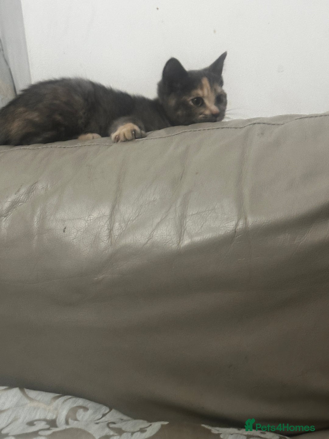 Mixed Breed cats for sale: Adorable kittens for sale - Image 2