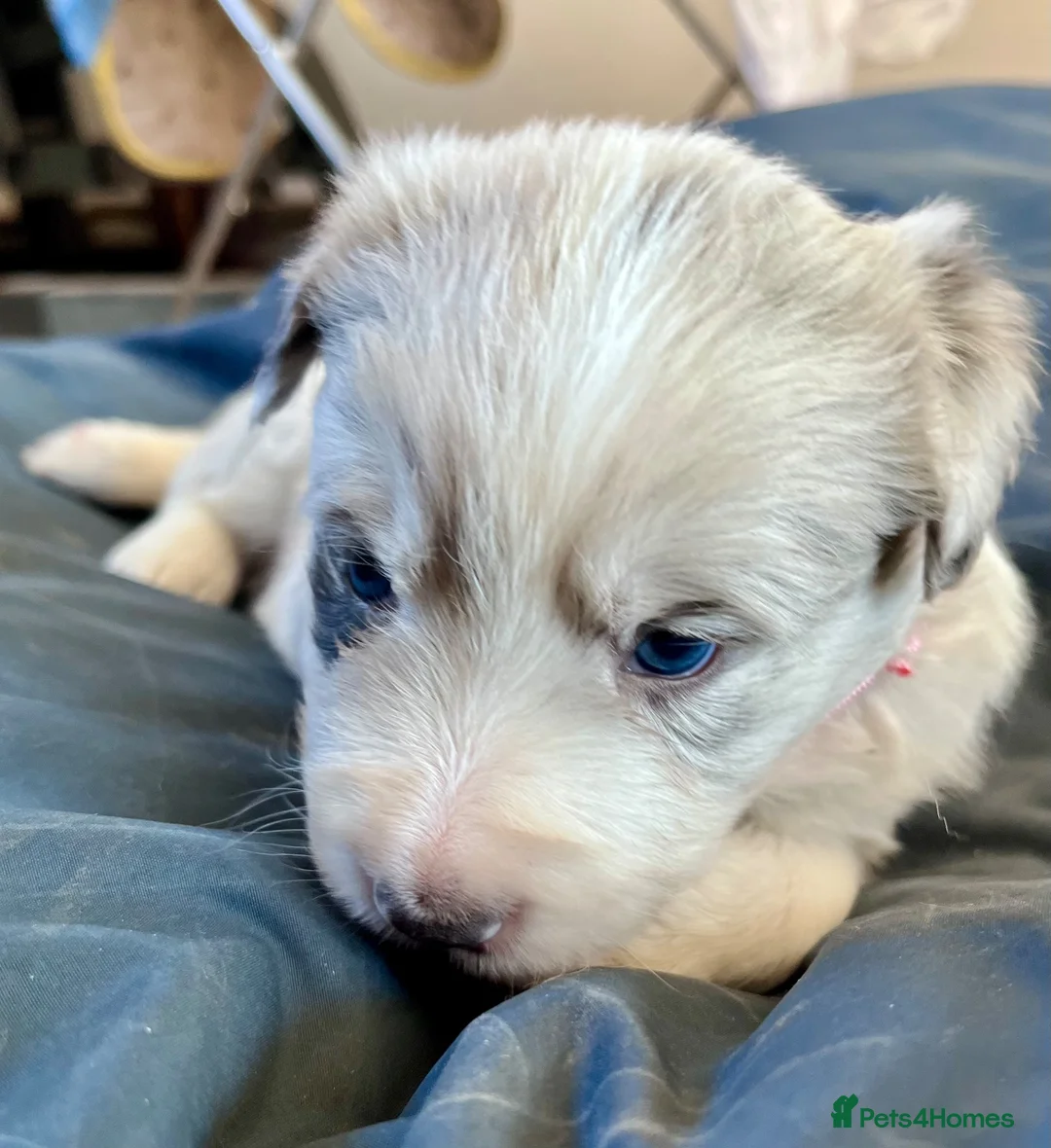 Border Collie dogs for sale: Border collie slate merle and blue or lilac pups in Grantham - Advert 2